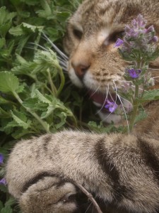 A very fuzzy journalist